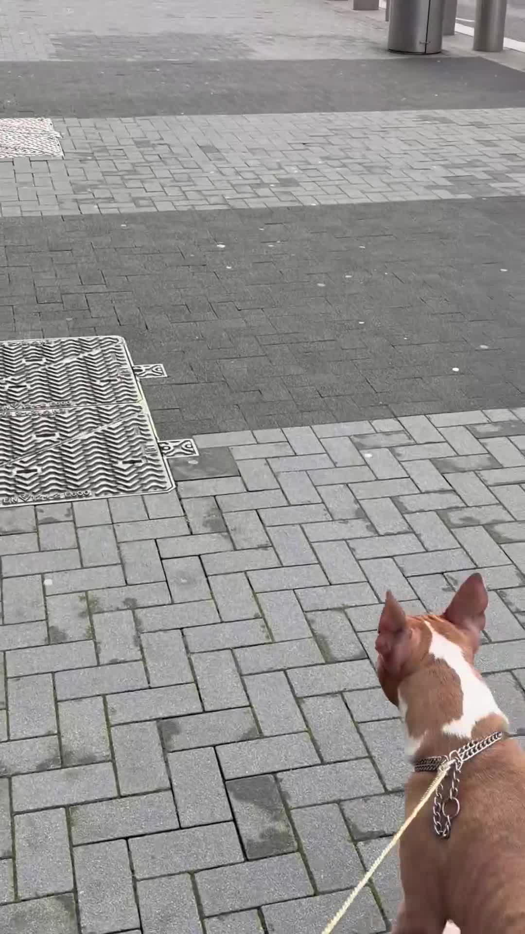 American Bull Staffy dogs for sale: Female American Staffordshire terrier  - Video 1