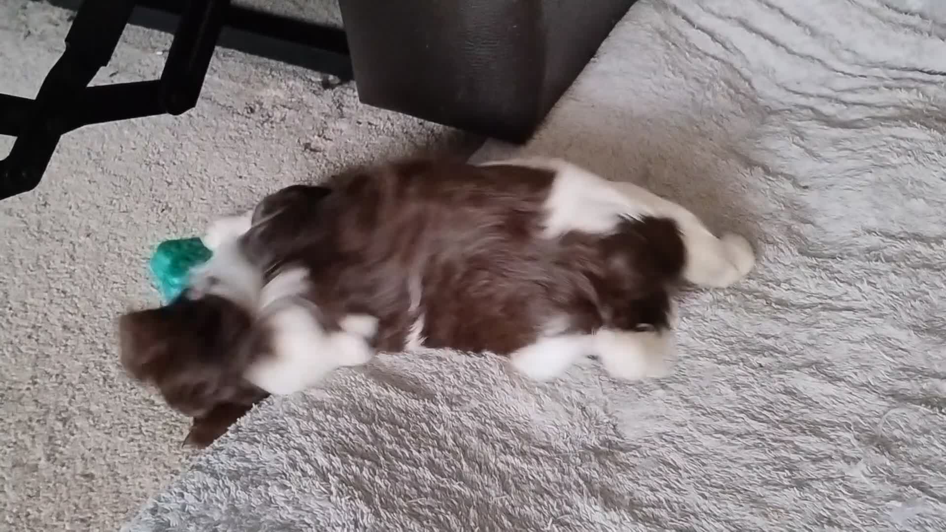 Biewer Terrier dogs for sale: 4 biewer Yorkshire terrier puppies for sale  - Video 2