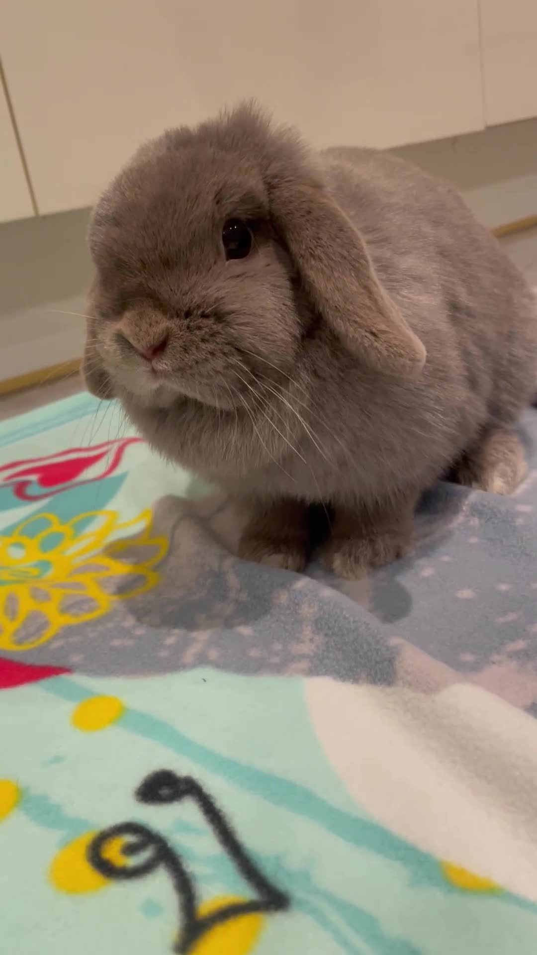 Mini Lop rabbits for sale: 3 Female Mini Lops in Swadlincote - Video 1