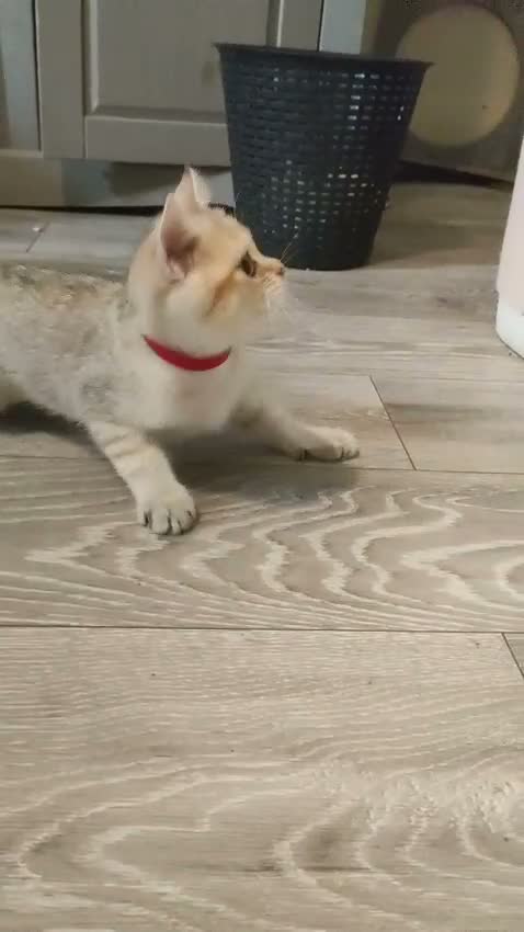 British Shorthair cats for sale: Smart Pedigree Golden British Shorthair Kitten   - Video 1