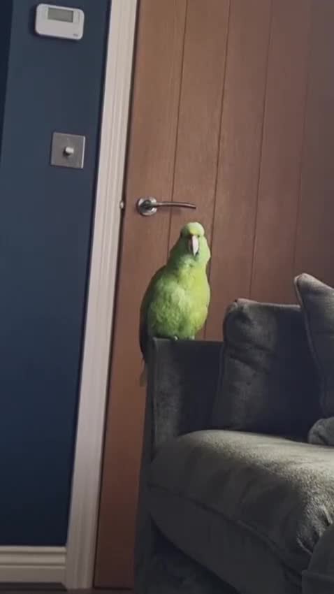 Parrots birds for sale: Talking Yellow naped amazon  - Video 2