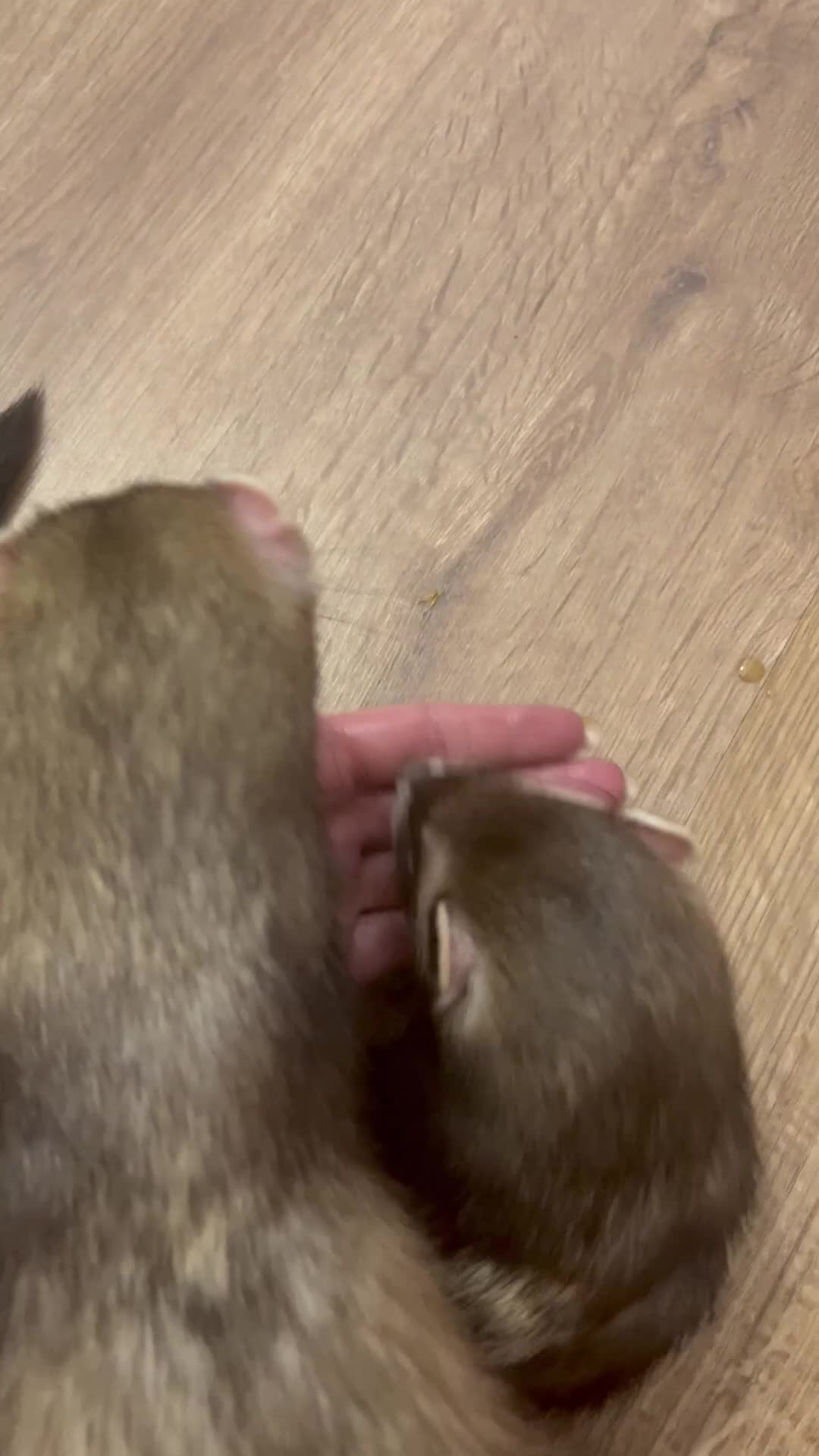 Ferret rodents for sale: 2 male ferrets  - Video 1