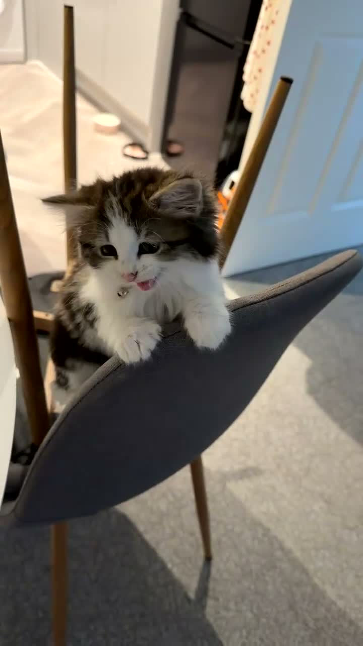 Mixed Breed cats for sale: Female Kitten For Sale  - Video 2