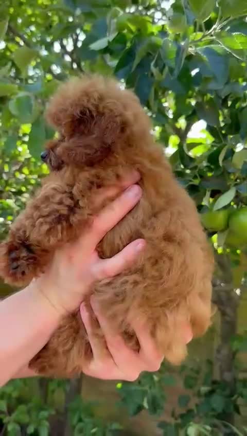 Toy Poodle dogs for sale: Asian Toy Poodle (Korean & Chineese) - Video 1
