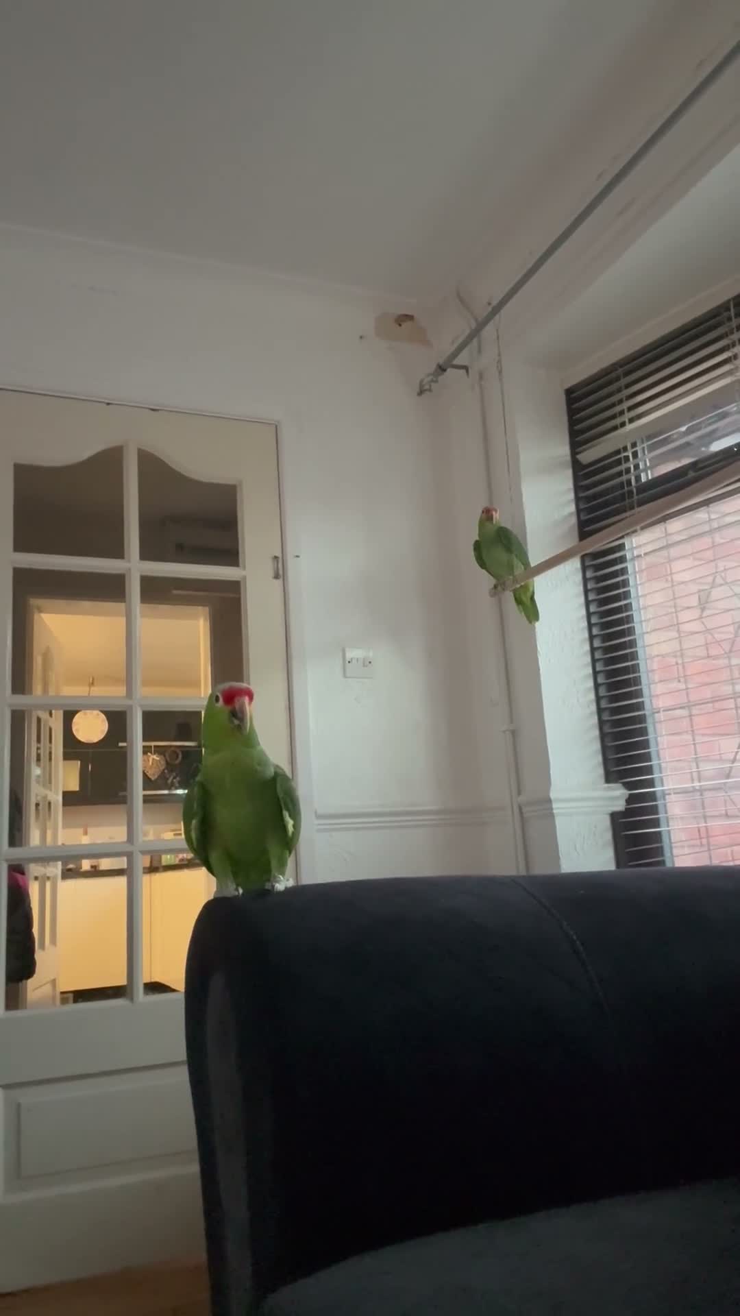 Parrots birds for sale: 2 Amazon Red Lored - Video 4