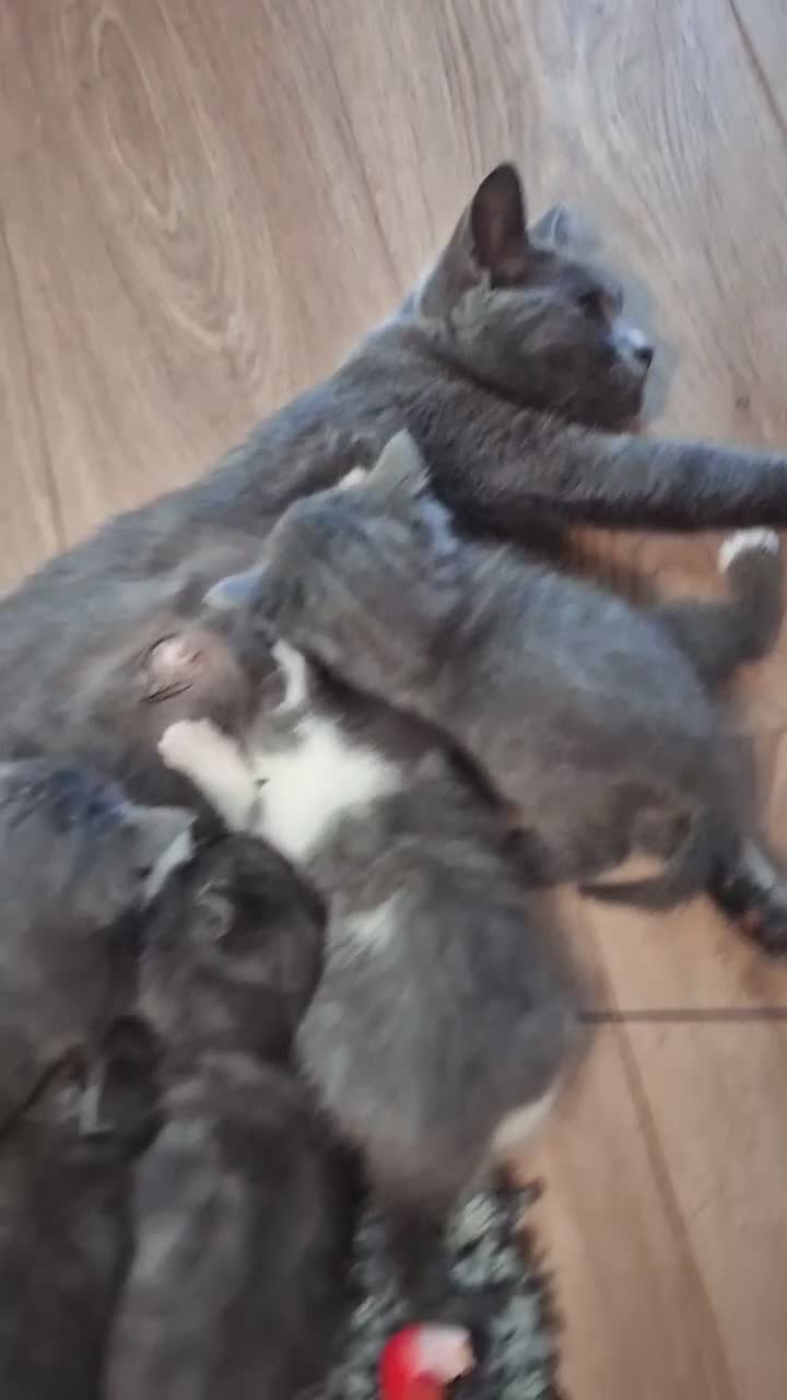 British Shorthair cats for sale: Stunning Blue Shorthair Kittens in Telford - Video 3
