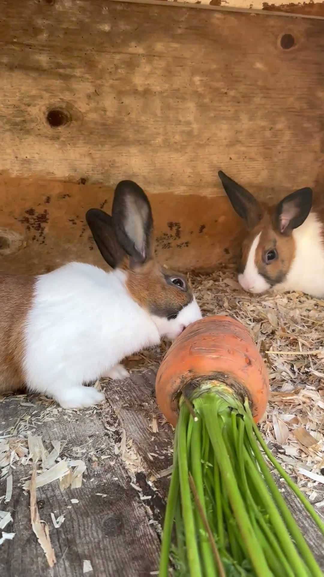 Guinea Pig rodents for sale: Beautiful Baby Guinea Pigs Boys 4 Weeks  - Video 1