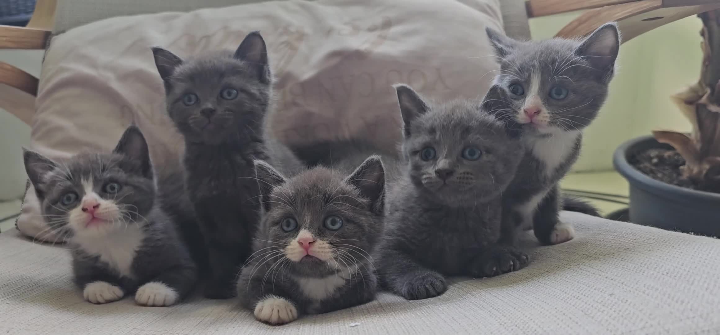 Russian Blue cats for sale: Blue Russian / mix Simaese /grey and white kitten - Video 1