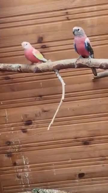 Parakeets birds for sale: Breeding pair of Bourke - Video 1