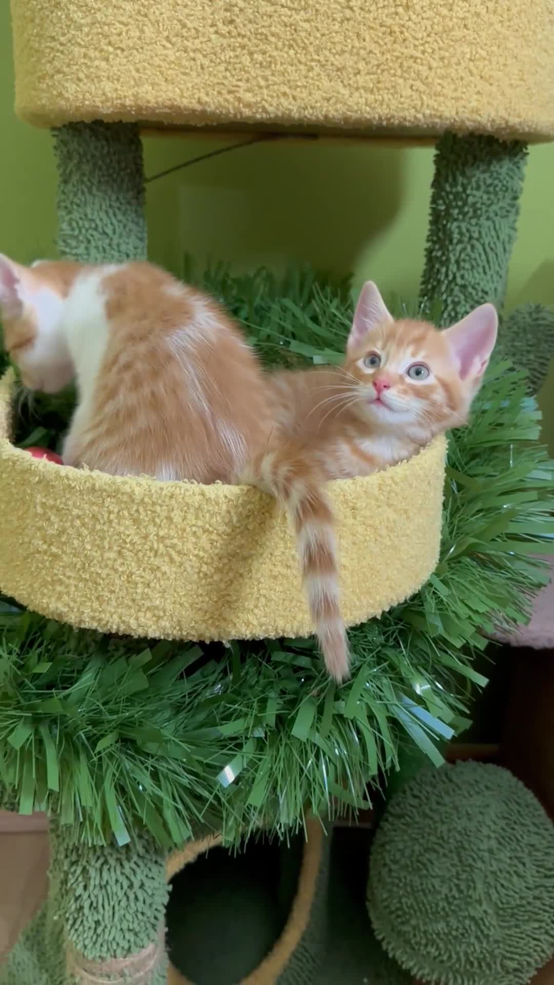 Mixed Breed cats for sale: Kittens from half Siamese mum - Video 1