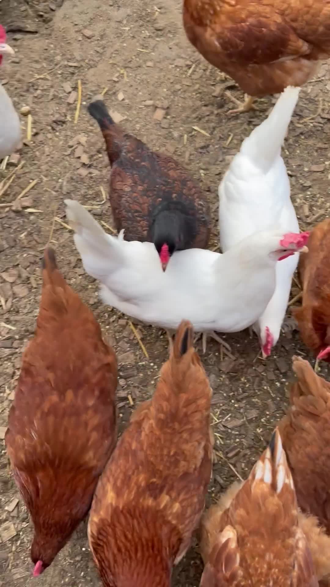 Chickens poultry for sale: Bovan brown and white star  in Romford - Video 1