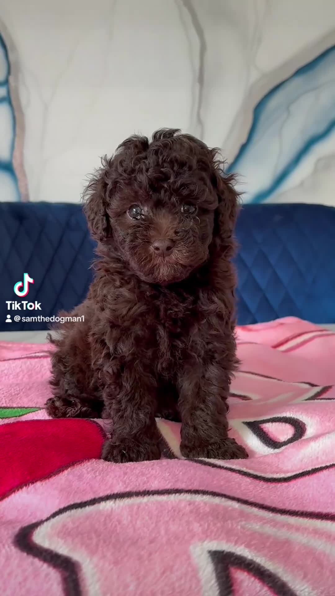Toy Poodle dogs for sale: 1 Male & 1 Female Toy Poodle - Video 1