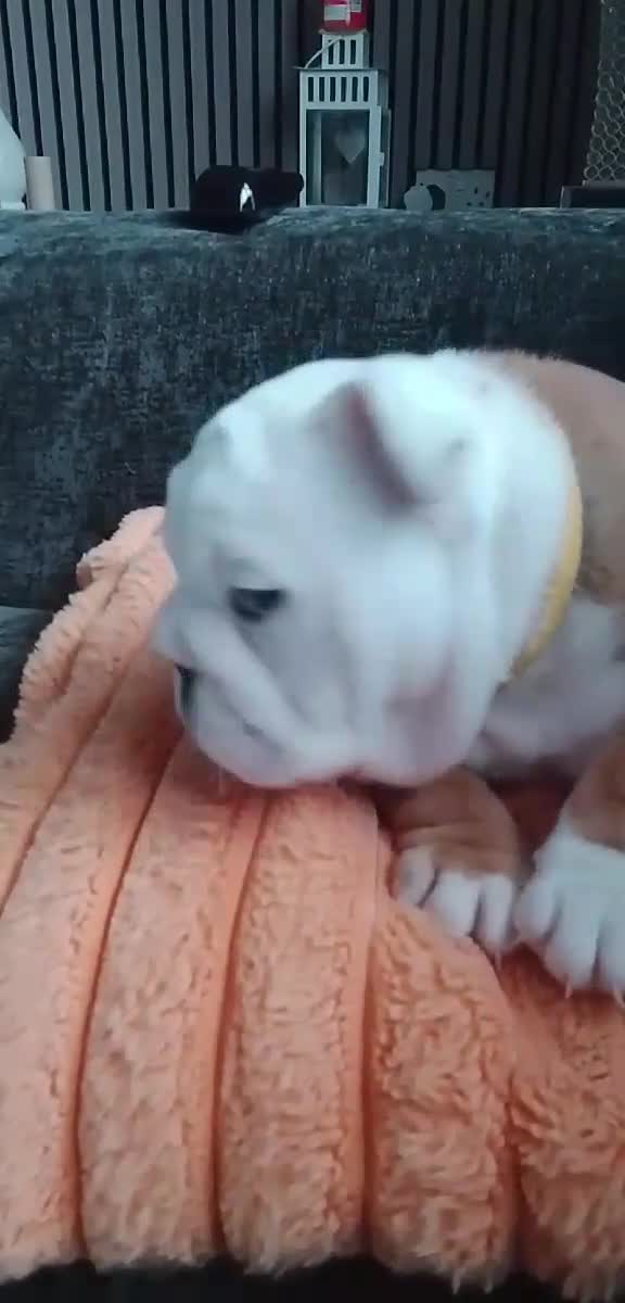 English Bulldog dogs for sale: English bulldog 1 female still available  - Video 1