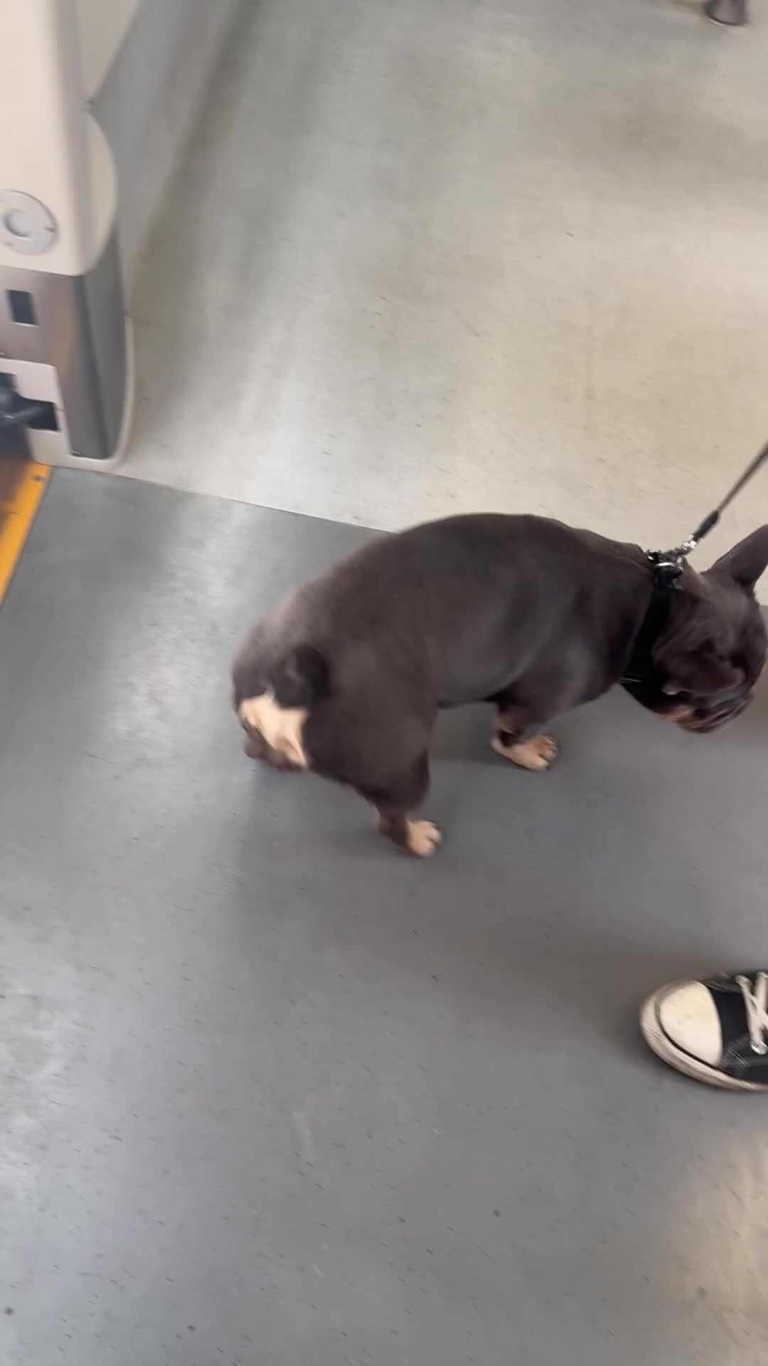 French Bulldog dogs for stud: Male French bull dog  - Video 1