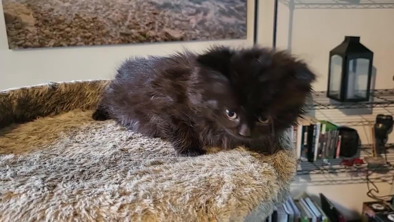 British Longhair cats for sale: British Longhair Kittens - Video 1