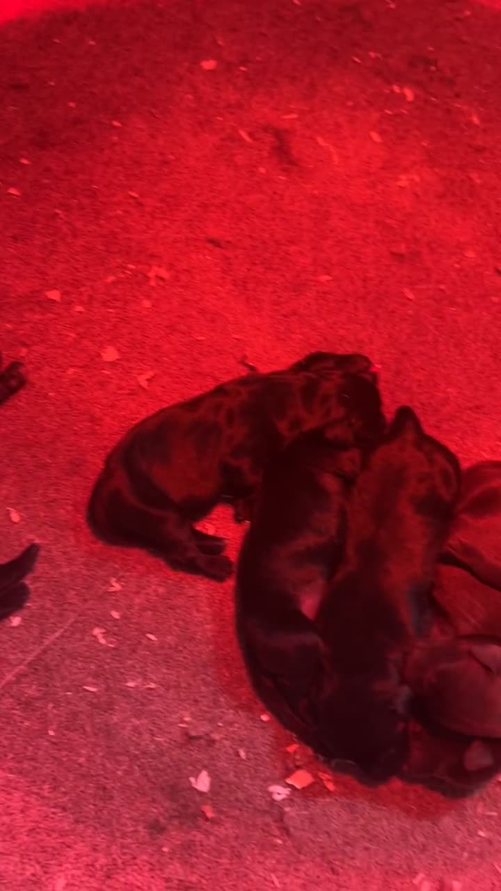 Mixed Breed dogs for sale: 🐾 German wirehaired pointer x Labrador 🐾  - Video 1