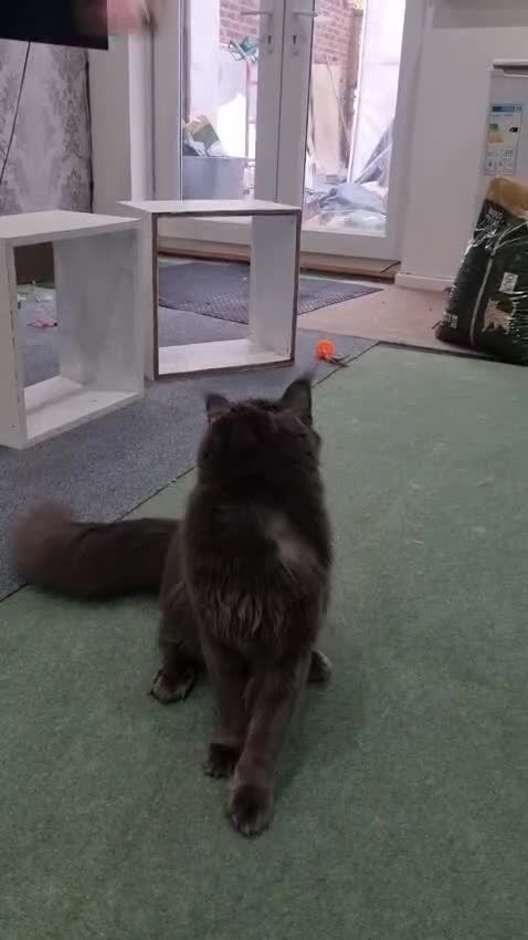 Maine Coon cats for stud: Lg handsome Blue Smoke Male Ava for Stud Services - Video 2