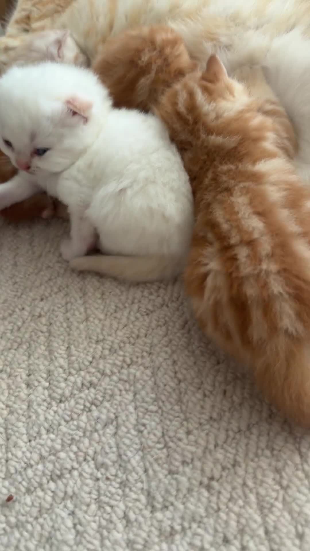 Scottish Fold cats for sale: Miss Scottish straight Ginger (Garfield ) - Video 3