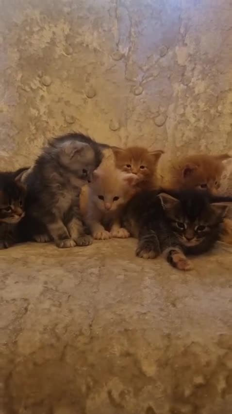 Maine Coon cats for sale: 6 Beautiful Kittens looking for their forever home in Royston - Video 3