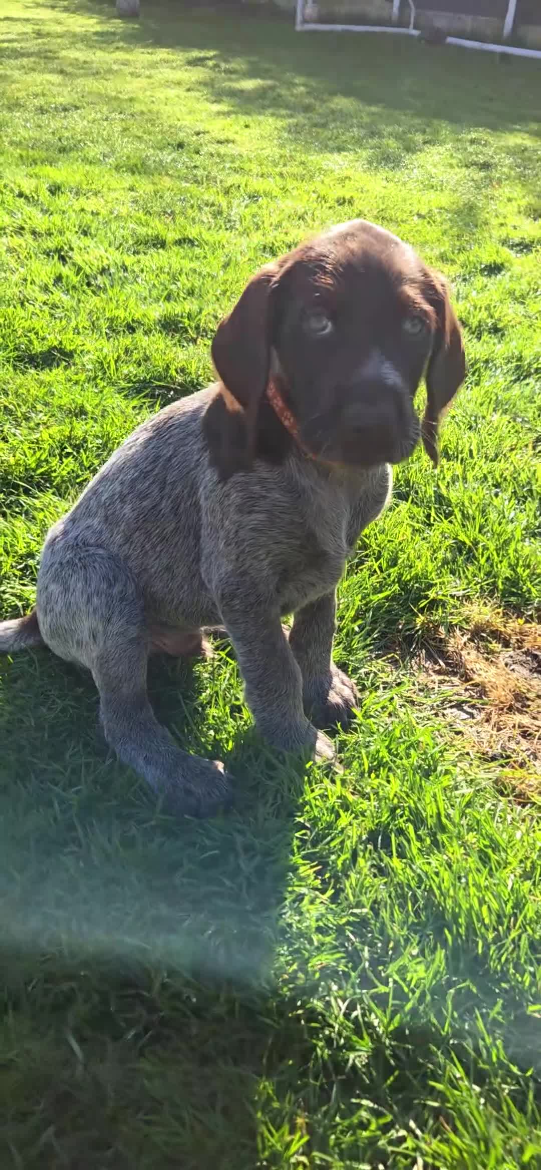 German Wirehaired Pointer dogs for sale: German Pointer GWP Puppies not GSP - Video 3