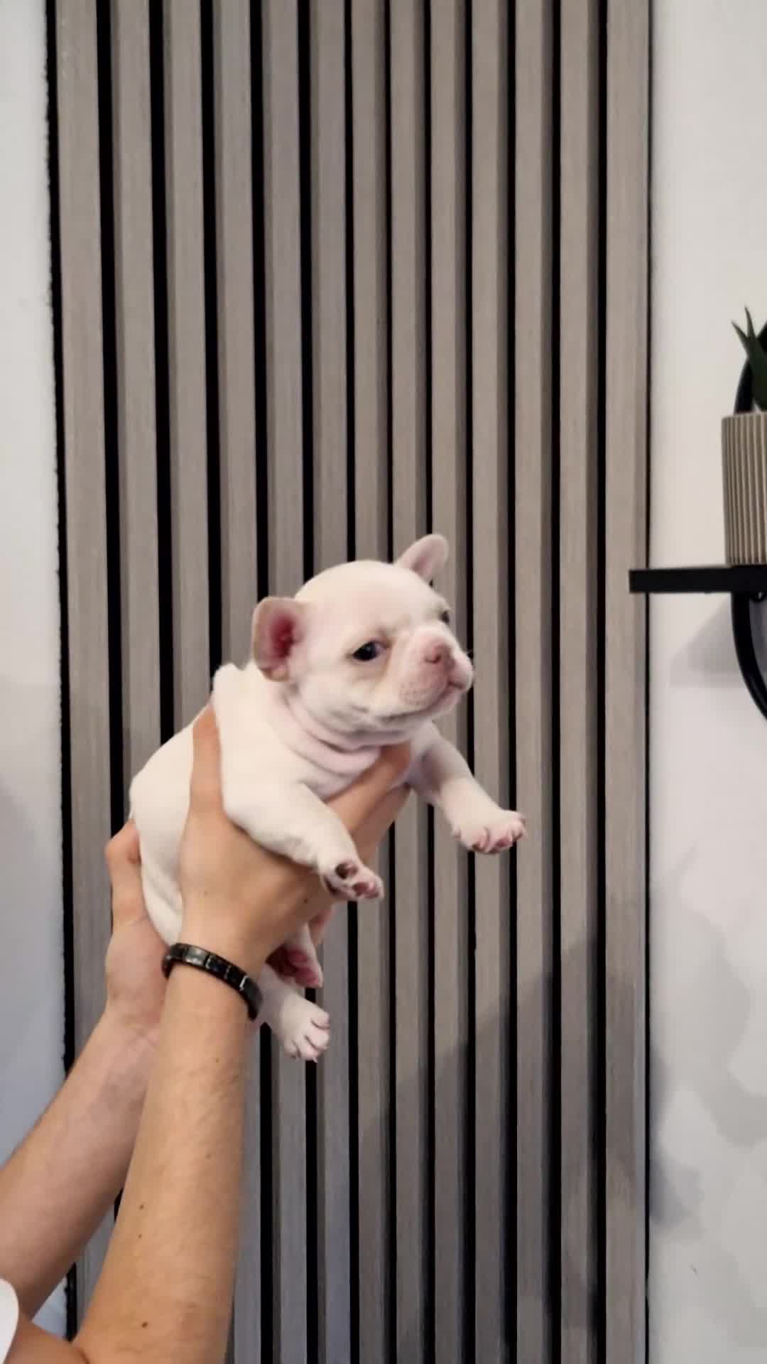 French Bulldog dogs for sale: FROM £1500 French bulldogs 2 FEMALE 3 MALE - Video 1