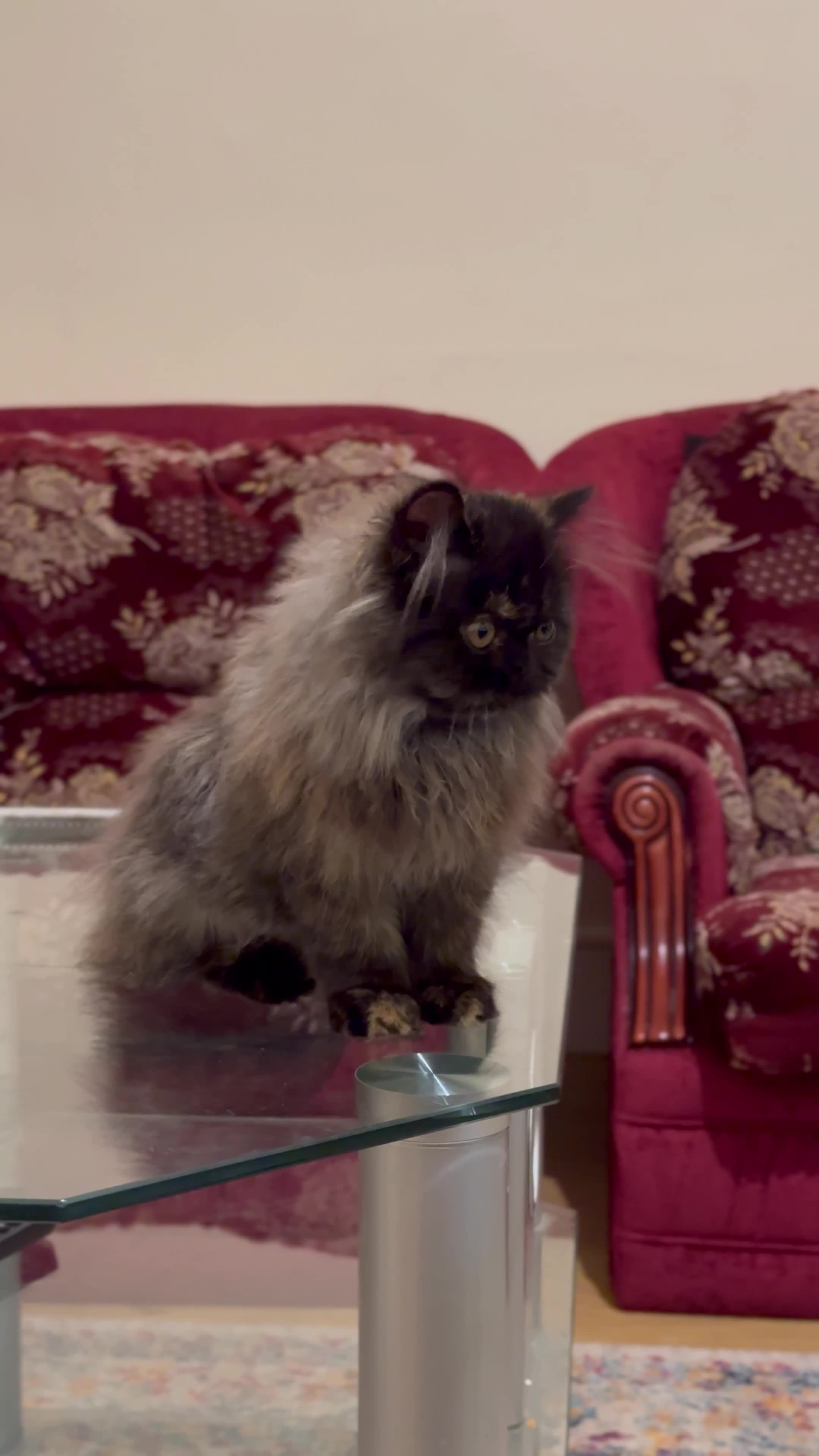 Finches birds for sale: Female persian girl  in Preston - Video 1