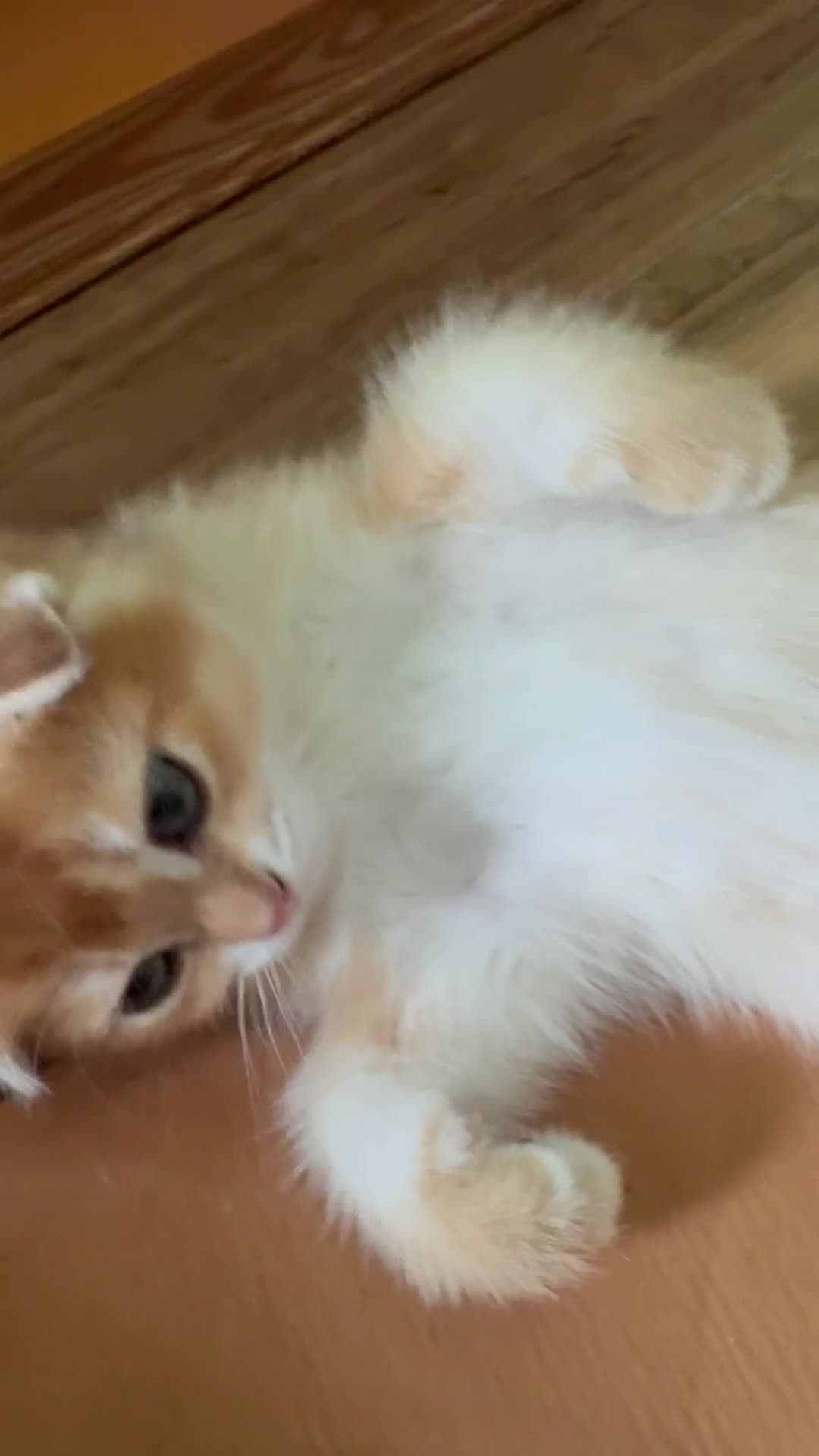 Scottish Fold cats for sale: 🐾BEAUTIFUL SCOTTISH FOLD KITTEN 🐱  - Video 3