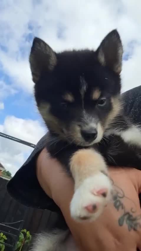 Pomsky dogs for sale: Beautiful Pomsky 1 Girl Available - Video 5