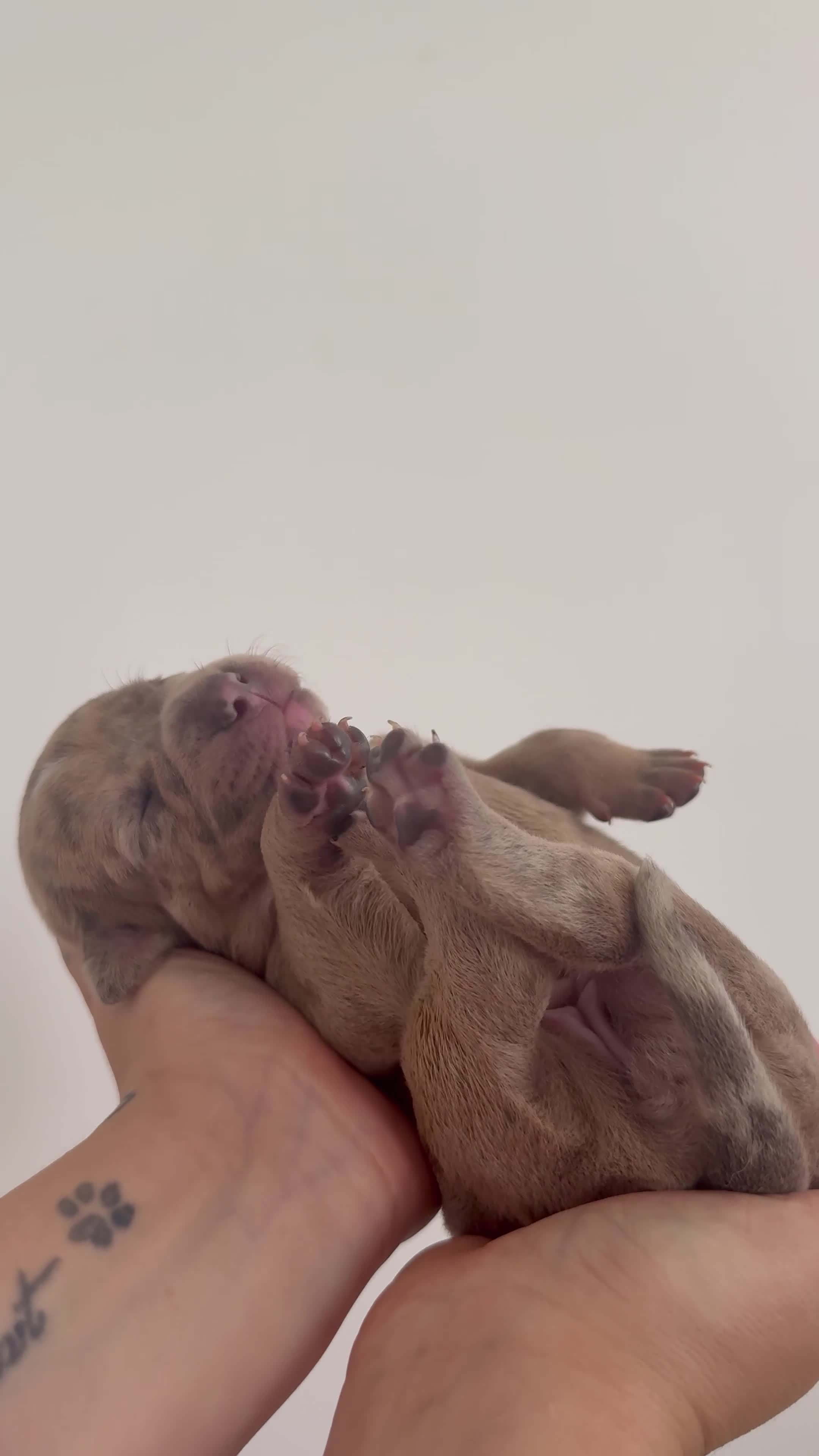 Mixed Breed dogs for sale: Cane cross x staffy x American bulldog - Video 2