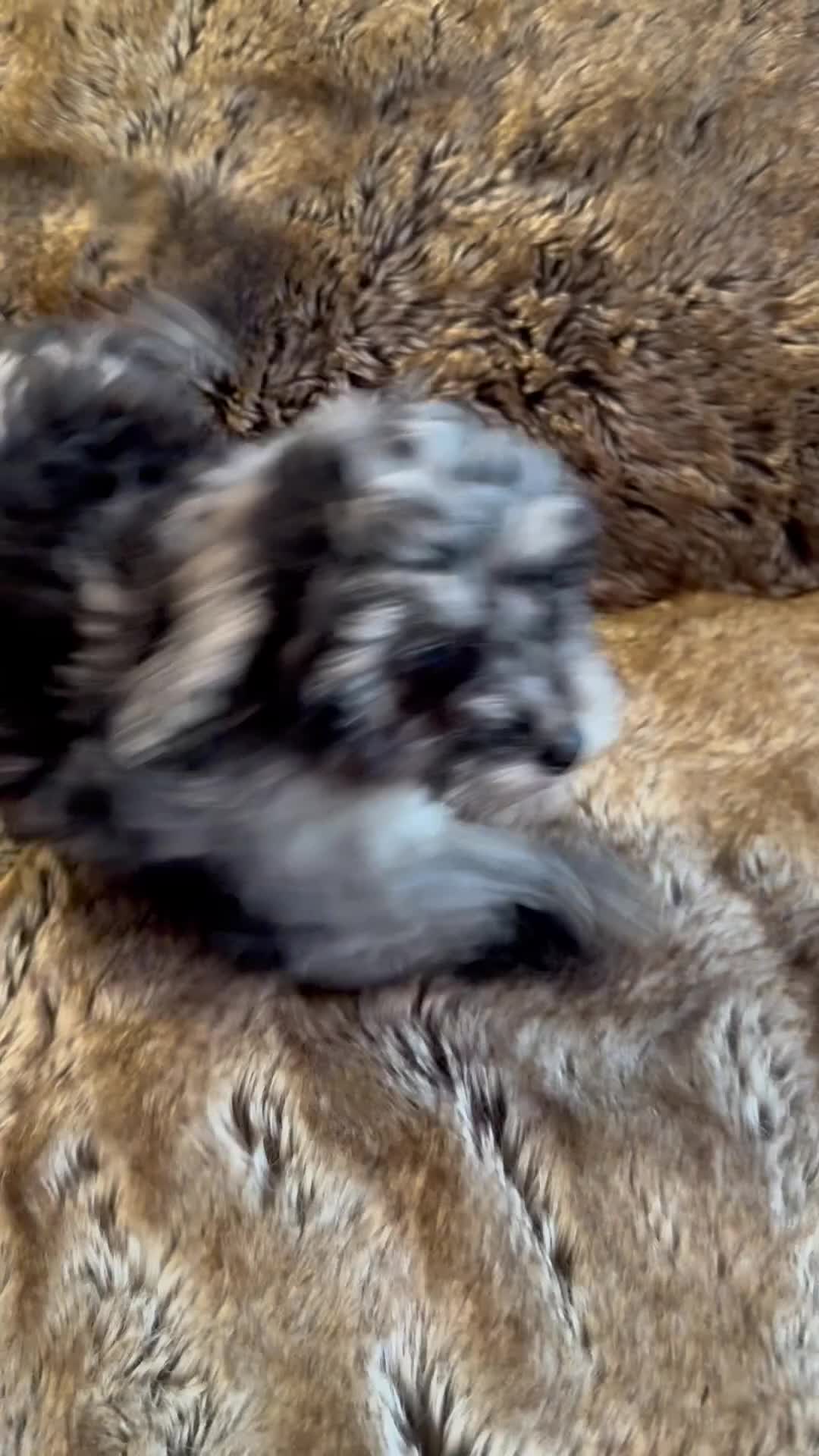 Mixed Breed dogs for sale: ✨ Outstanding Miniature Poodle Puppies for Sale ✨ - Video 3