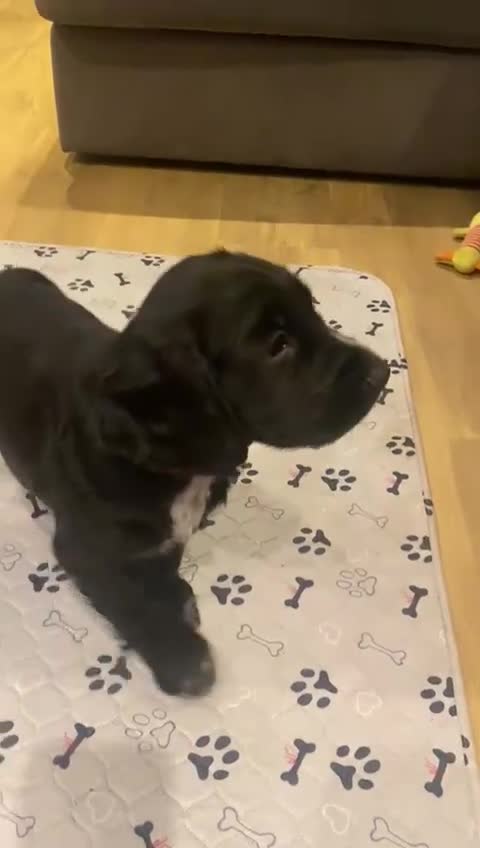 Cocker Spaniel dogs for sale: Cocker Spaniel Puppies - Video 1