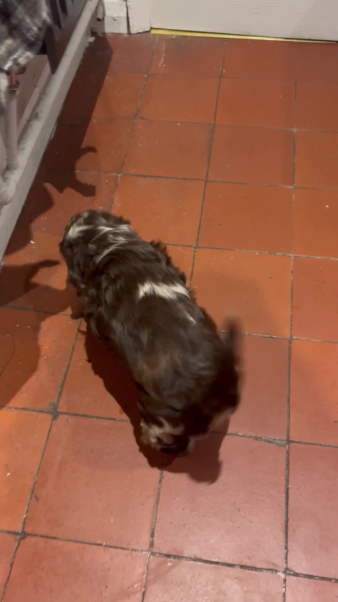 Cockapoo dogs for sale: Cockapoo Merle Puppy - Video 1