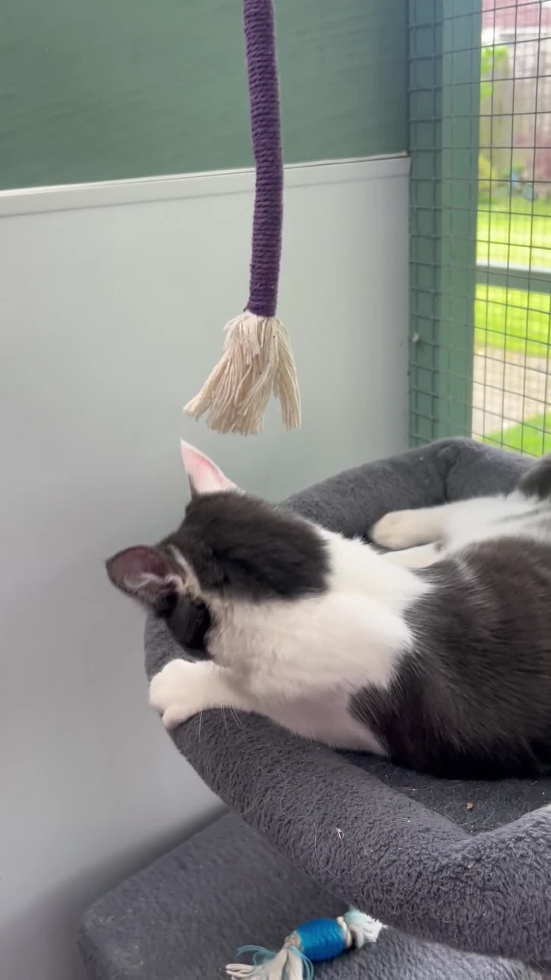 Mixed Breed cats for sale: Lovely 6mth kitten - Video 1