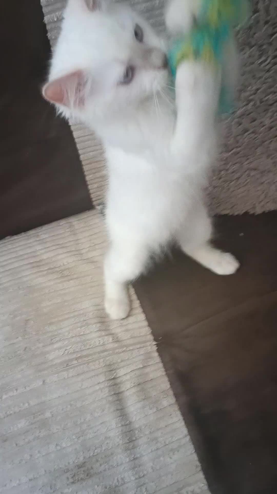 Ragdoll cats for sale: Ready now Rare active fawn point boy - Video 2