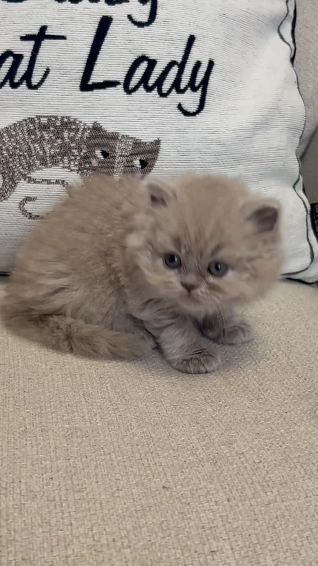 British Longhair cats for sale: Champ mum and dad. British longhairs - Video 3