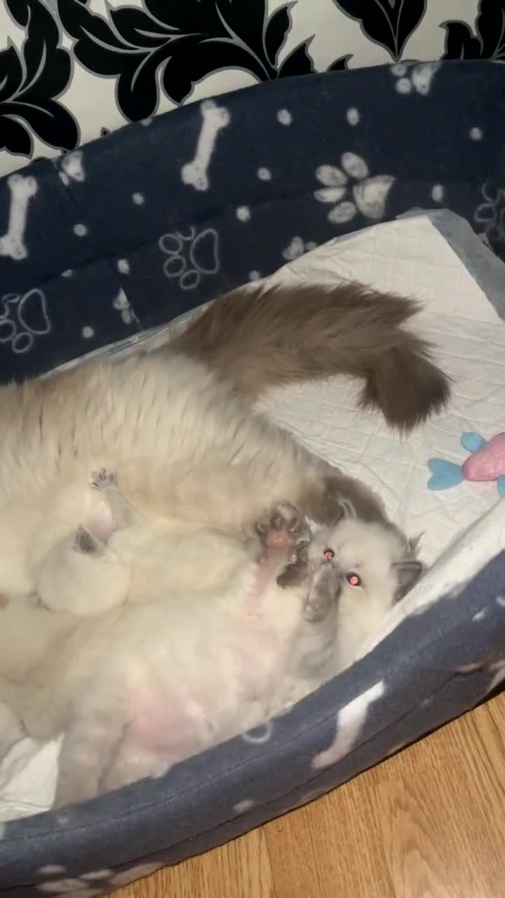 Ragdoll cats for sale: Ragdoll kittens ready to leave now  - Video 1