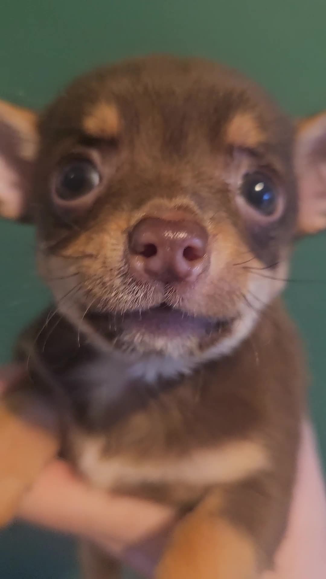 Chihuahua dogs for sale: Chihuahua Puppies Long haired and short - Video 2