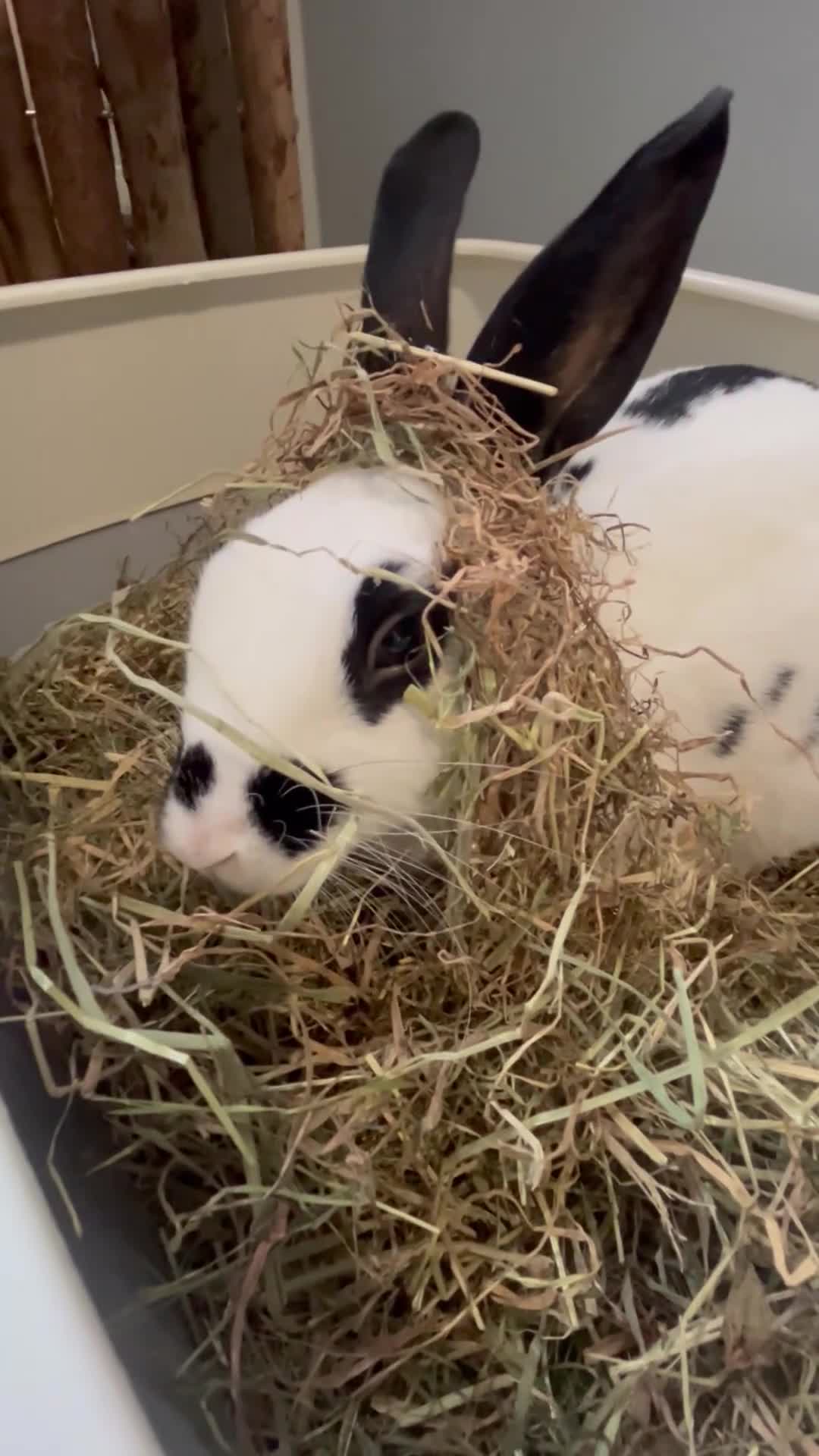 Dutch rabbits for sale: Dutch x old English male rabbit  in Doncaster - Video 2