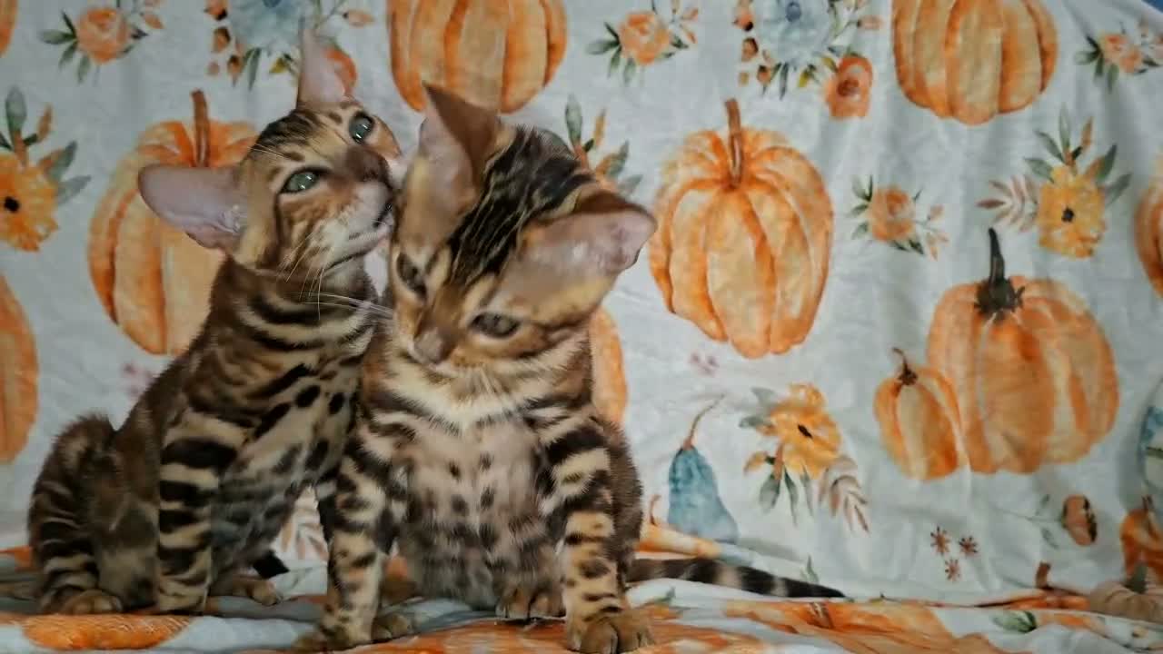 Bengal cats for sale: Stunning Bengal Kittens  - Video 3