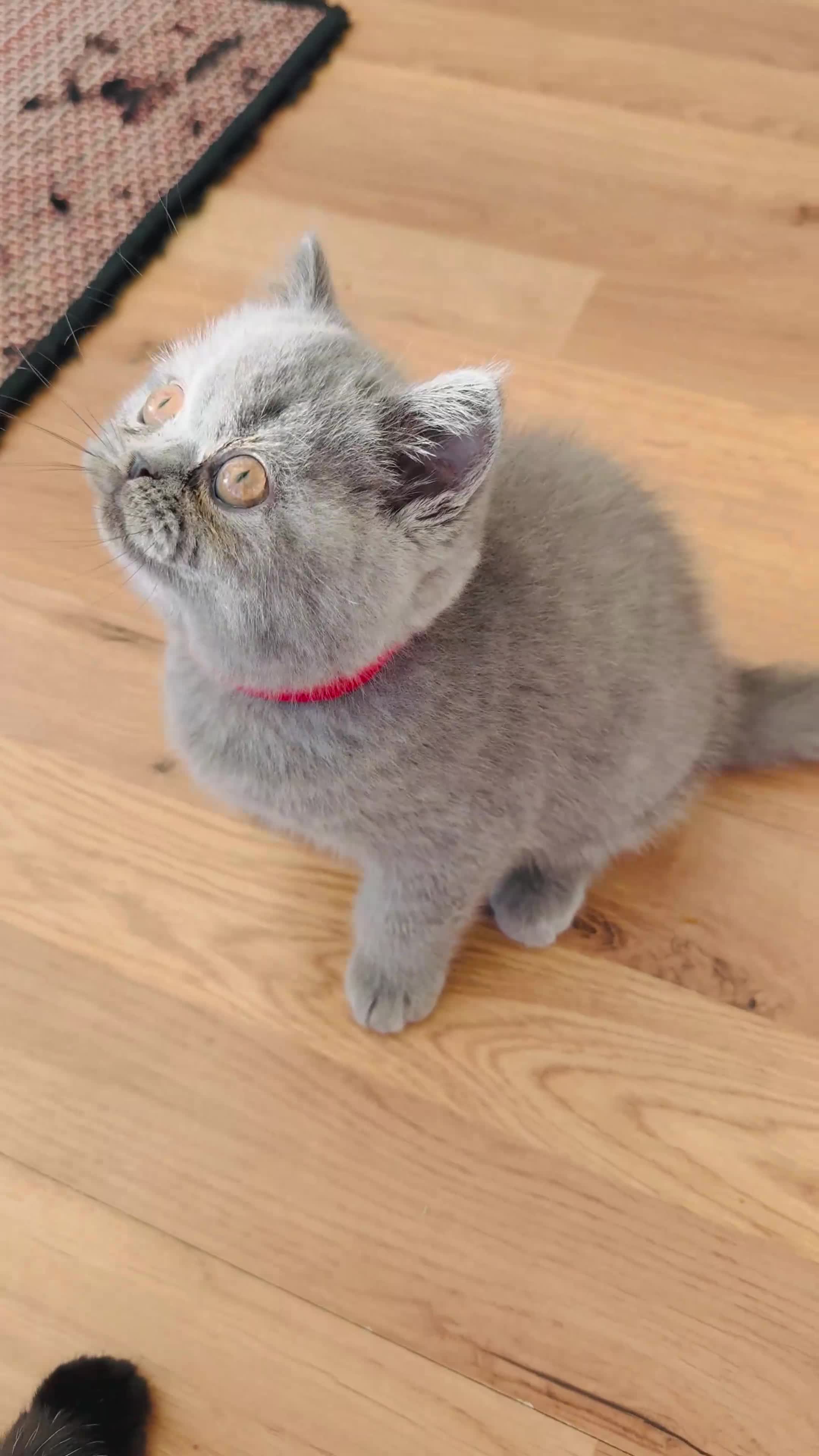British Shorthair cats for sale: GCCF reg British Shorthair kittens ready to go now - Video 3