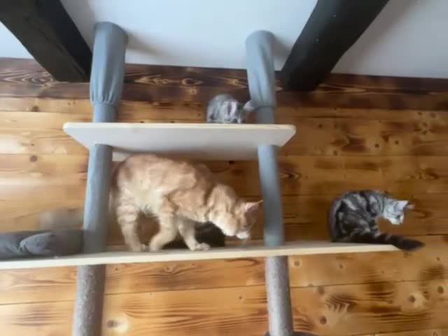 Maine Coon cats for sale: Maine Coon kittens - Video 1