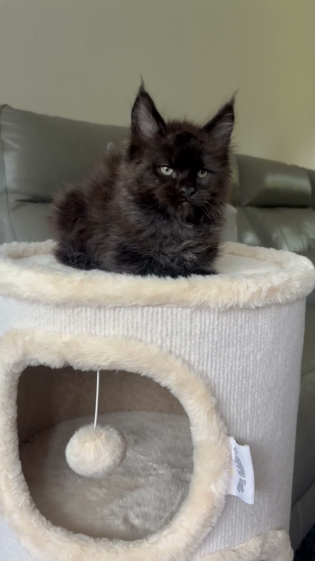 Maine Coon cats for sale: Ready Now TICA Registered Maine Coon Kittens - Video 1