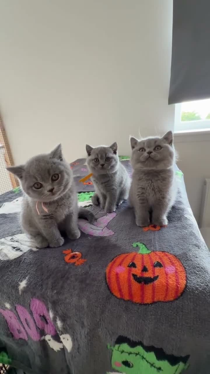 British Shorthair cats for sale: British Shorthair Kittens GCCF Registered😻✨😻 - Video 2