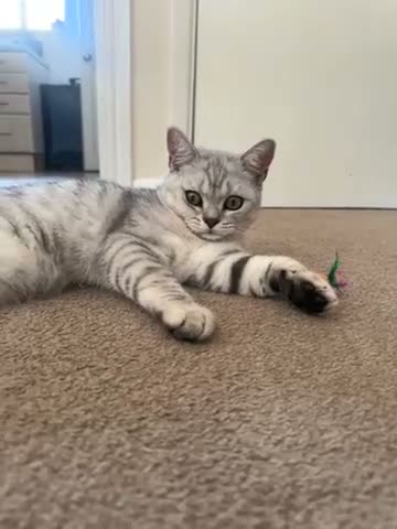 British Shorthair cats for sale: Silver British Shorthair, Male, 6 months old  - Video 1
