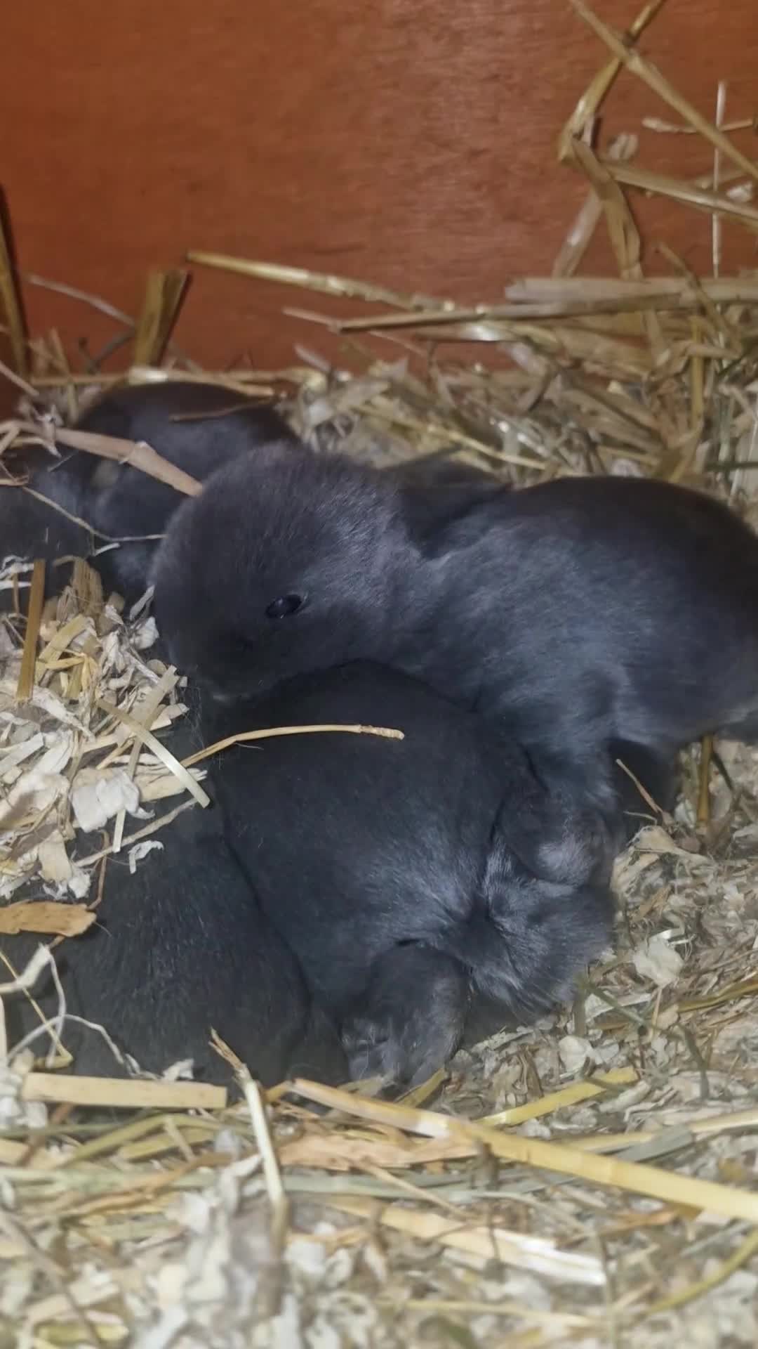 Mini Lop rabbits for sale: Gorgeous lop ear bunnies - Video 1