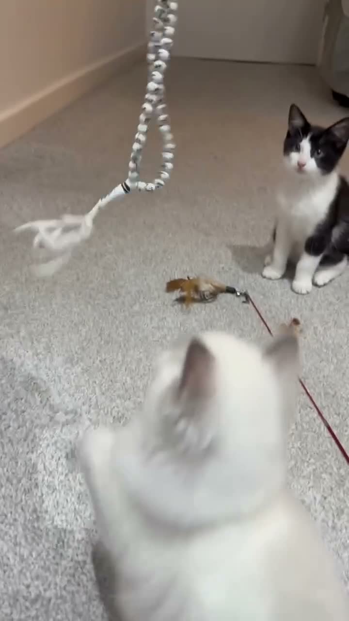 Ragdoll cats for sale: One Tabby and a Ragdoll  - Video 2