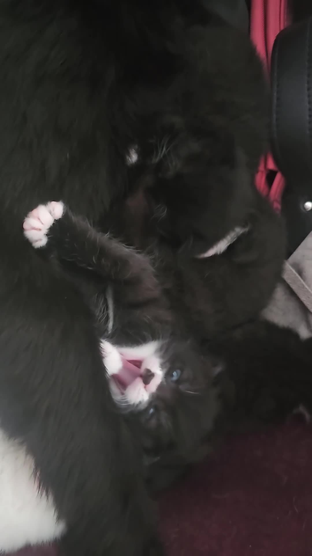 Domestic Shorthair cats for sale: 4 lovely kittens looking for their eternal home - Video 5