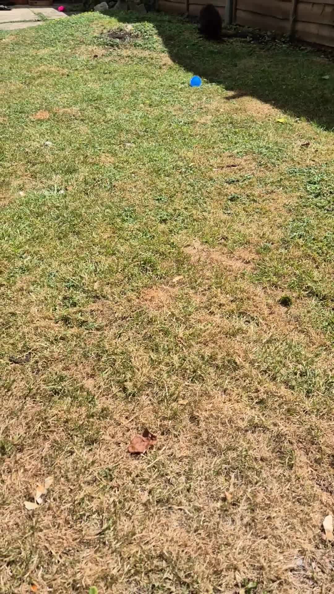 Pomeranian dogs for sale: 🌟 LAST PUPPY AVAILABLE  (KC REG POMERANIAN) - Video 1