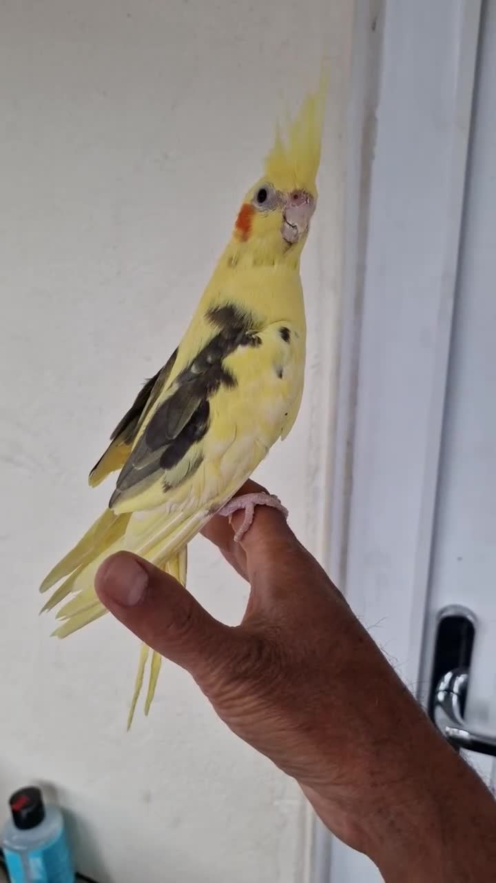 Cockatiels birds for sale: Super silly hand tamed baby budgies  - Video 2