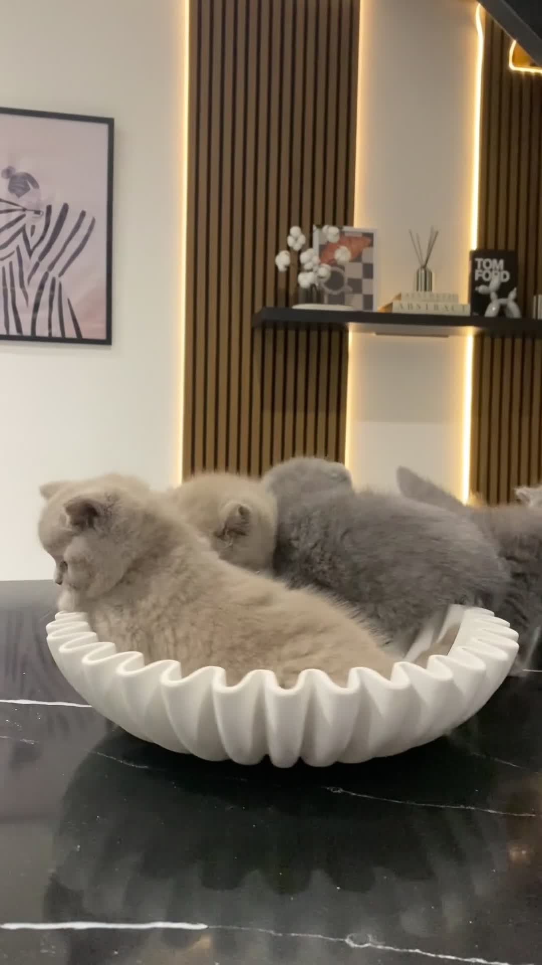 British Shorthair cats for sale: 🐱🥇Gorgeous Full Pedigree BSH Kitten champ line🩸 - Video 1